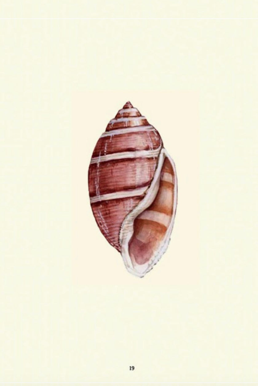 The Shell Spotter's Guide